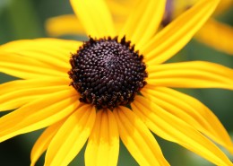 黄色非洲菊图片