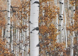 茂密的白桦林图片大全