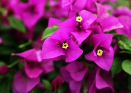 怒放的紫色三角梅图片