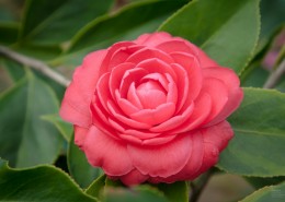 各种颜色的怒放的茶花图片