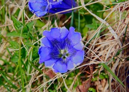 盛开的蓝紫色龙胆花图片