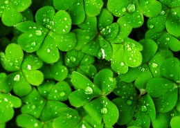 清新绿色四叶草图片