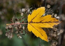 一片黄色的树叶图片