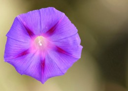 盛开的牵牛花图片