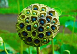 翠绿的荷花莲蓬图片