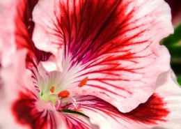 各种颜色的天竺葵图片大全