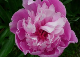 芍药花高清图片