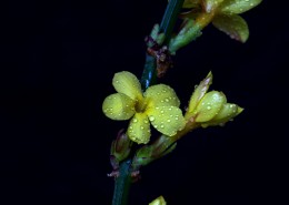 迎春花图片大全