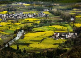 远眺油菜花田图片