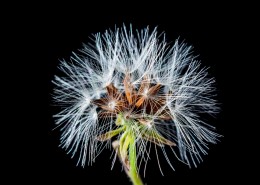 轻盈的蒲公英图片