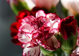 母亲节礼物康乃馨图片