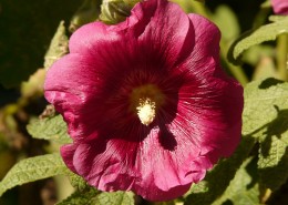 各种颜色的蜀葵图片