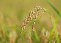 成熟的麦子图片