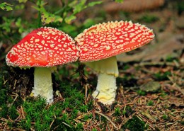 草丛里的红色毒蘑菇图片大全