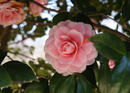 粉红色山茶花高清图片