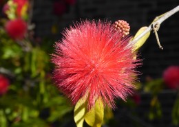 害羞的含羞草图片