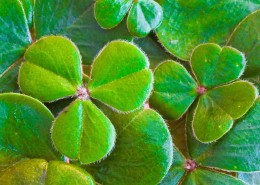 三叶草高清图片