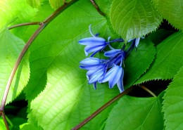蓝色风信子图片