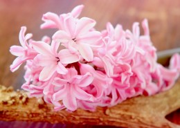 唯美粉色风信子摄影图片