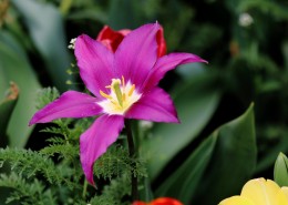 紫色郁金香图片