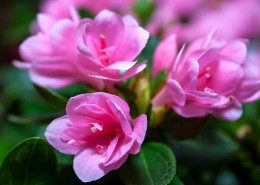 不同颜色的杜鹃花图片