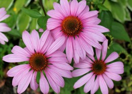 各种颜色的雏菊图片