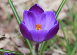 紫色番红花图片