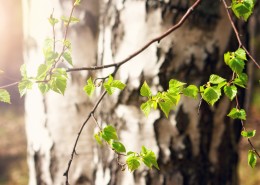 林间生机勃勃的树木图片