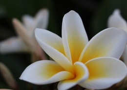 美丽的素馨花图片大全