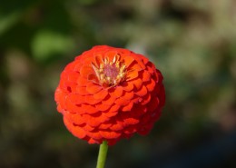 观赏植物之百日菊图片