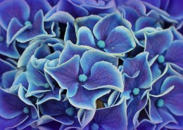 观赏花木之八仙花图片