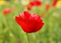 绚烂华美的罂粟图片大全