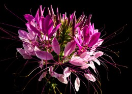 胜似蝴蝶的醉蝶花图片