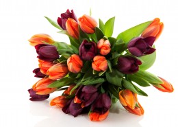 漂亮的郁金香鲜花花束图片