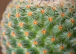 仙人掌科植物图片