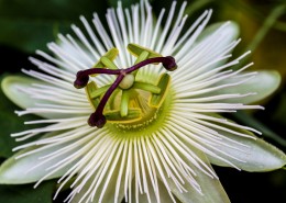 奇特的西番莲花图片