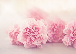 温馨的康乃馨图片