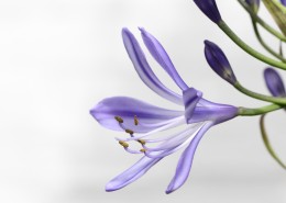 浪漫色彩的爱情花之百子莲图片