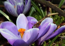 药用花卉番红花图片