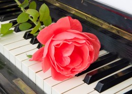 玫瑰花朵与钢琴图片