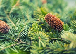 松树的果实松子图片