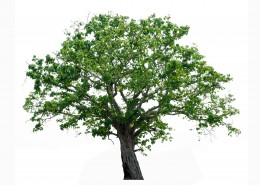 漂亮的景观树木图片