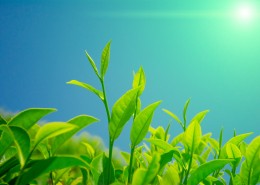 绿色茶叶植物图片大全