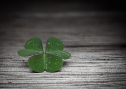 代表幸福的四叶草图片