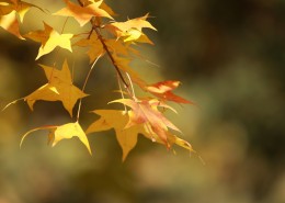 秋季凋零的叶子图片