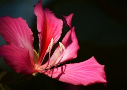 紫荆花图片大全