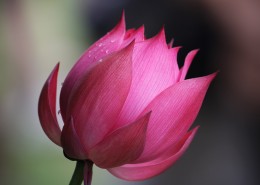 端庄美艳的荷花图片