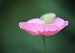 娇俏青春虞美人图片