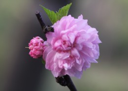 粉色郁李花图片大全