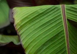 棕榈树叶子图片大全